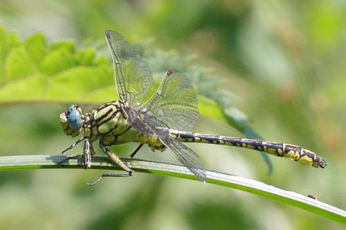 Réf. 262 456 : Gomphus simillimus